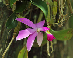Cattleya violacea