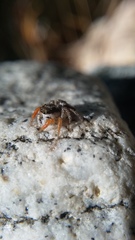 Habronattus icenoglei