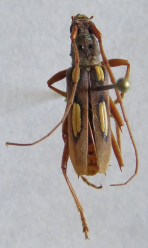 Eburia copei