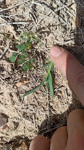 Eremopyrum orientale, photograph 5
