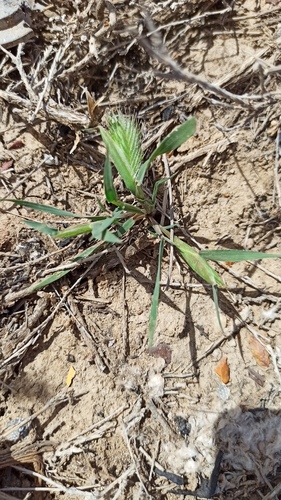 Eremopyrum orientale, photograph 4