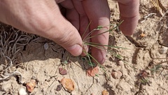 Koelpinia linearis