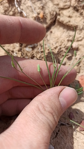 Koelpinia linearis, photograph 1