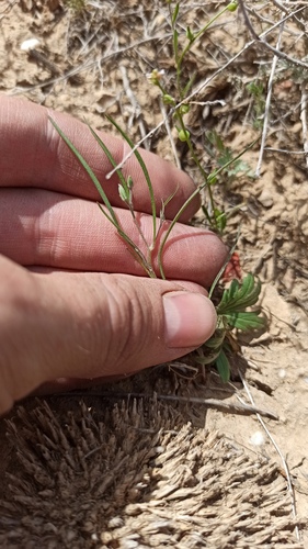 Koelpinia linearis, photograph 2