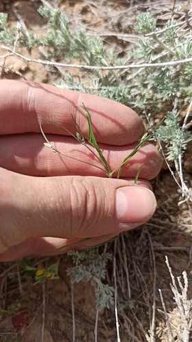 Koelpinia linearis, photograph 4