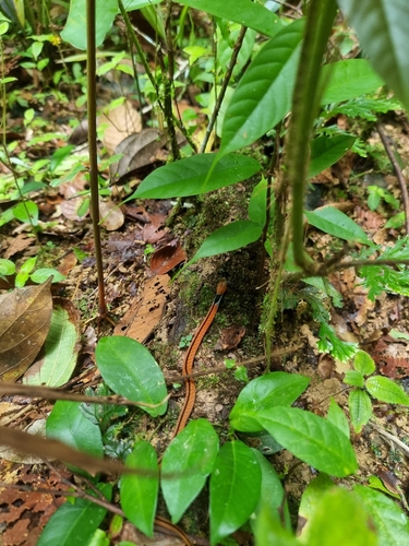 Rhabdophis rhodomelas, 2026-08-16