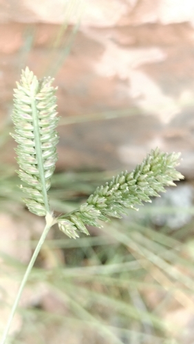 Eleusine tristachya, photograph 3
