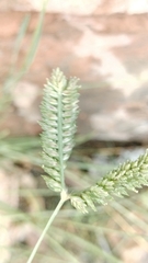Eleusine tristachya, photograph (c) Nico Hernandez, some rights reserved (CC BY)