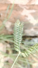 Eleusine tristachya, photograph (c) Nico Hernandez, some rights reserved (CC BY)