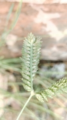 Eleusine tristachya, photograph (c) Nico Hernandez, some rights reserved (CC BY)