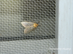 Tyspanodes hypsalis
