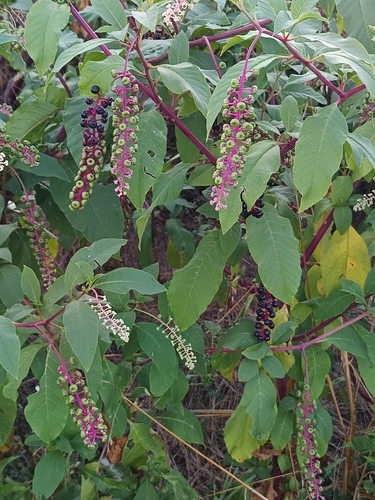 American pokeweed