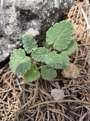 Salvia roemeriana, photograph (c) Rachel, some rights reserved (CC BY)