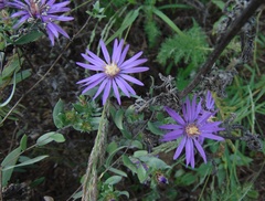Symphyotrichum sericeum