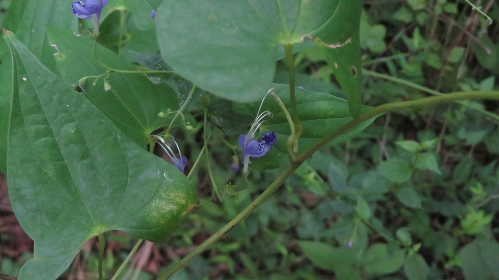 Tripora divaricata; photograph (c) yajapin, some rights reserved (CC BY)
