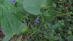 Tripora divaricata