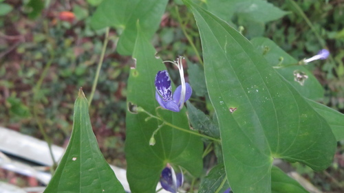 Tripora divaricata, photograph 1