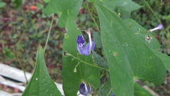 (c) yajapin, some rights reserved (CC BY) Tripora divaricata, photograph (c) yajapin, some rights reserved (CC BY)