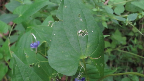 Tripora divaricata, photograph 2