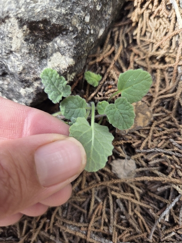 Salvia roemeriana, photograph 3