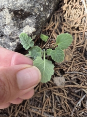 Salvia roemeriana, photograph (c) Rachel, some rights reserved (CC BY)
