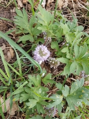 Hydrophyllum capitatum