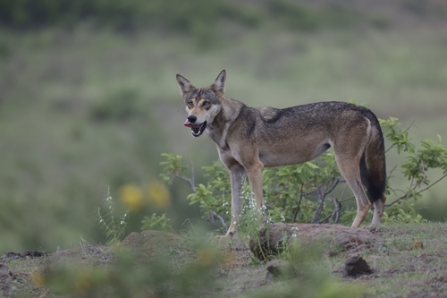 Persian and Indian Wolf