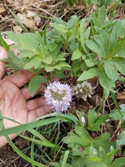 Hydrophyllum capitatum