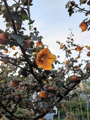 Fremontodendron