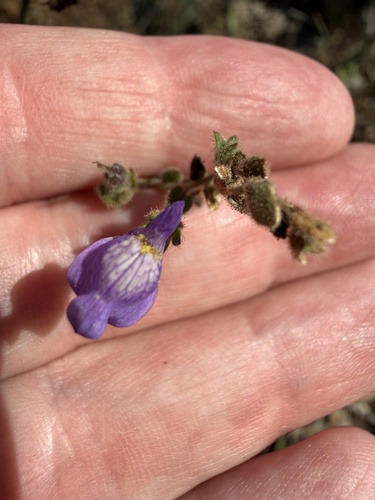 Sairocarpus nuttallianus, photograph 5