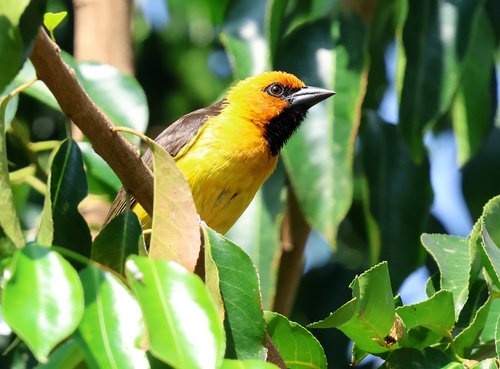 iNaturalist image