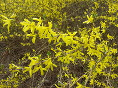 Forsythia europaea