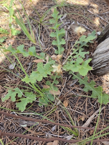 Acourtia runcinata