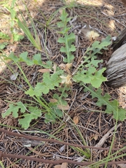 Acourtia runcinata