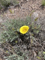 Calochortus aureus