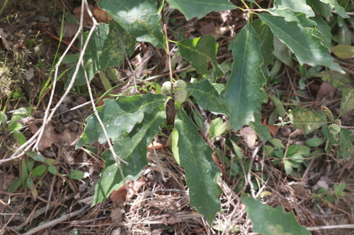 Quercus prinoides, photograph 6