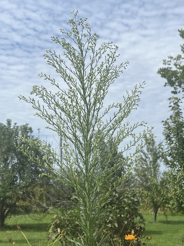 horseweed