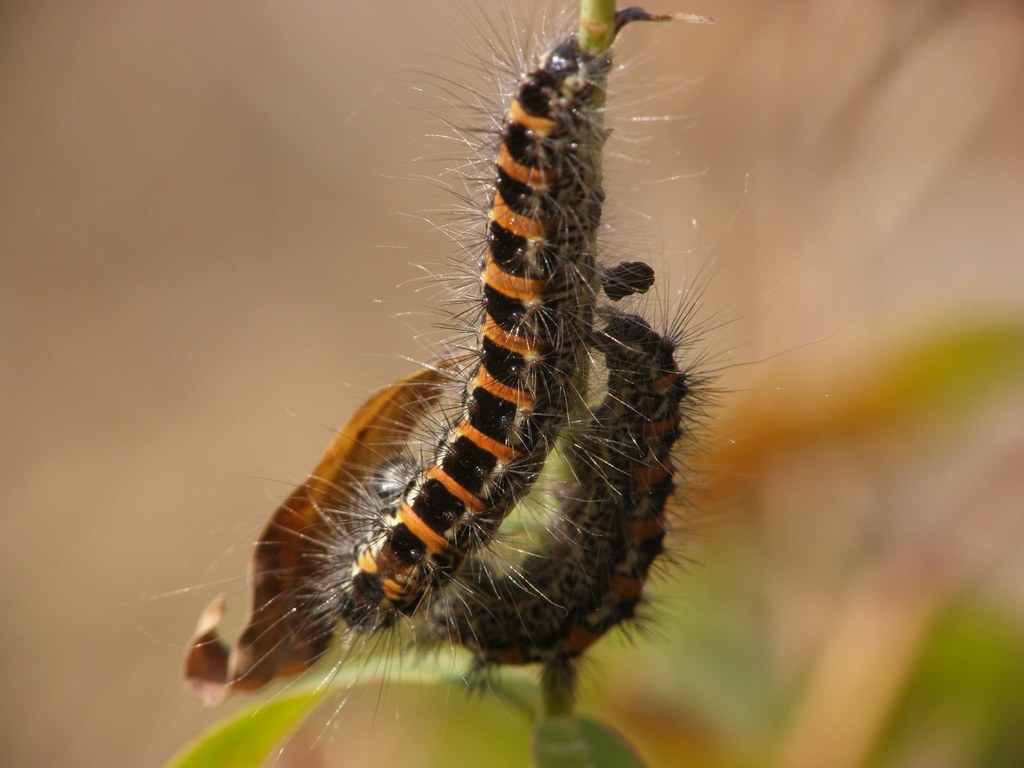 Oxicesta geographica