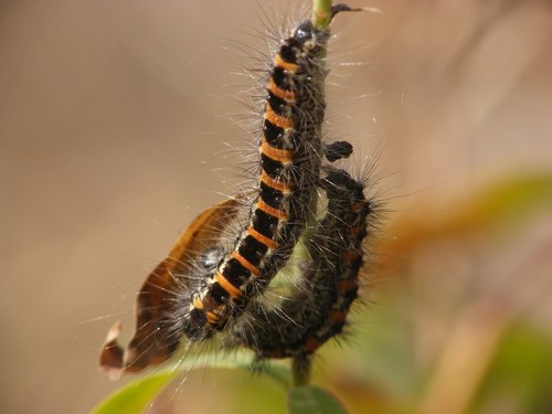 Oxicesta geographica