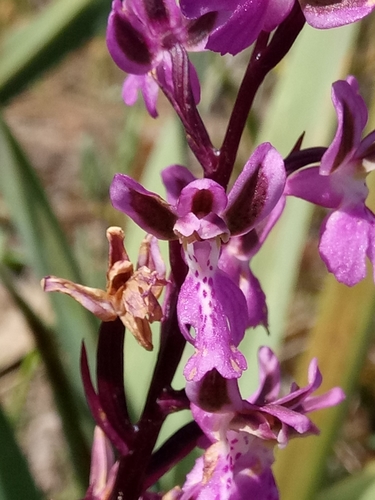 Orchis patens image