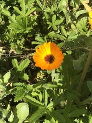 Calenduleae