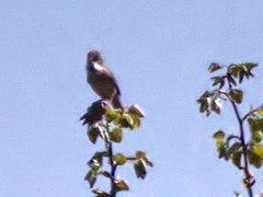 Curruca communis