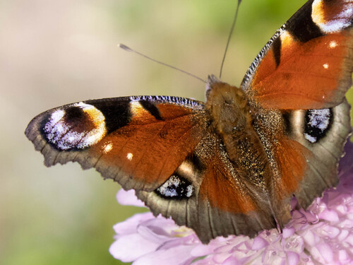 European Peacock Butterfly