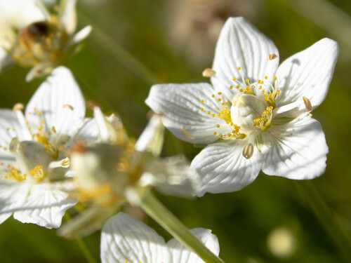 marsh grass-of-Parnassus