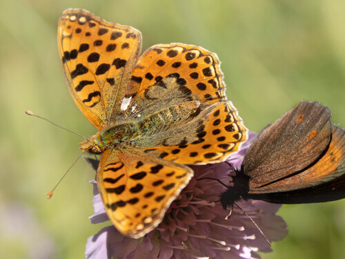 Queen of Spain Fritillary