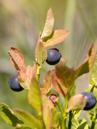 common bilberry