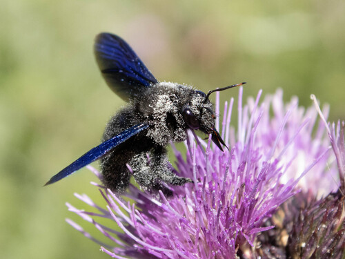 Violet Carpenter Bee