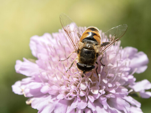 Common Drone Fly