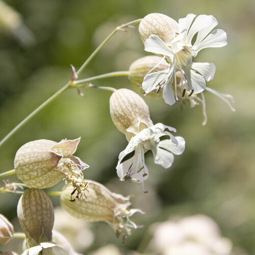 bladder campion