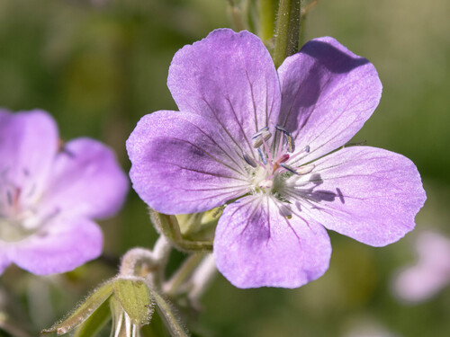 wood crane's-bill